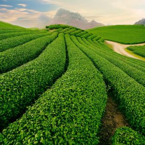KHÁM PHÁ CAO NGUYÊN MỘC CHÂU – HAPPY LAND